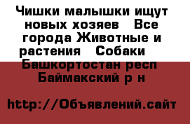   Чишки-малышки ищут новых хозяев - Все города Животные и растения » Собаки   . Башкортостан респ.,Баймакский р-н